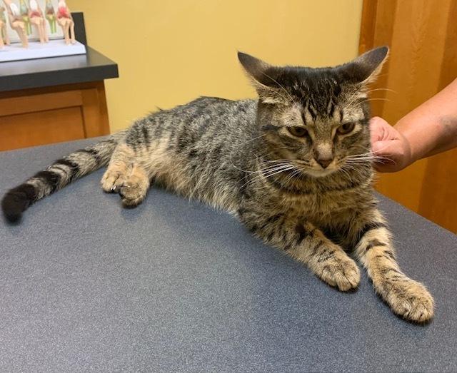 Enlarge Dorado, a Adoptable Domestic Short Hair in Covington, LA image 1/1