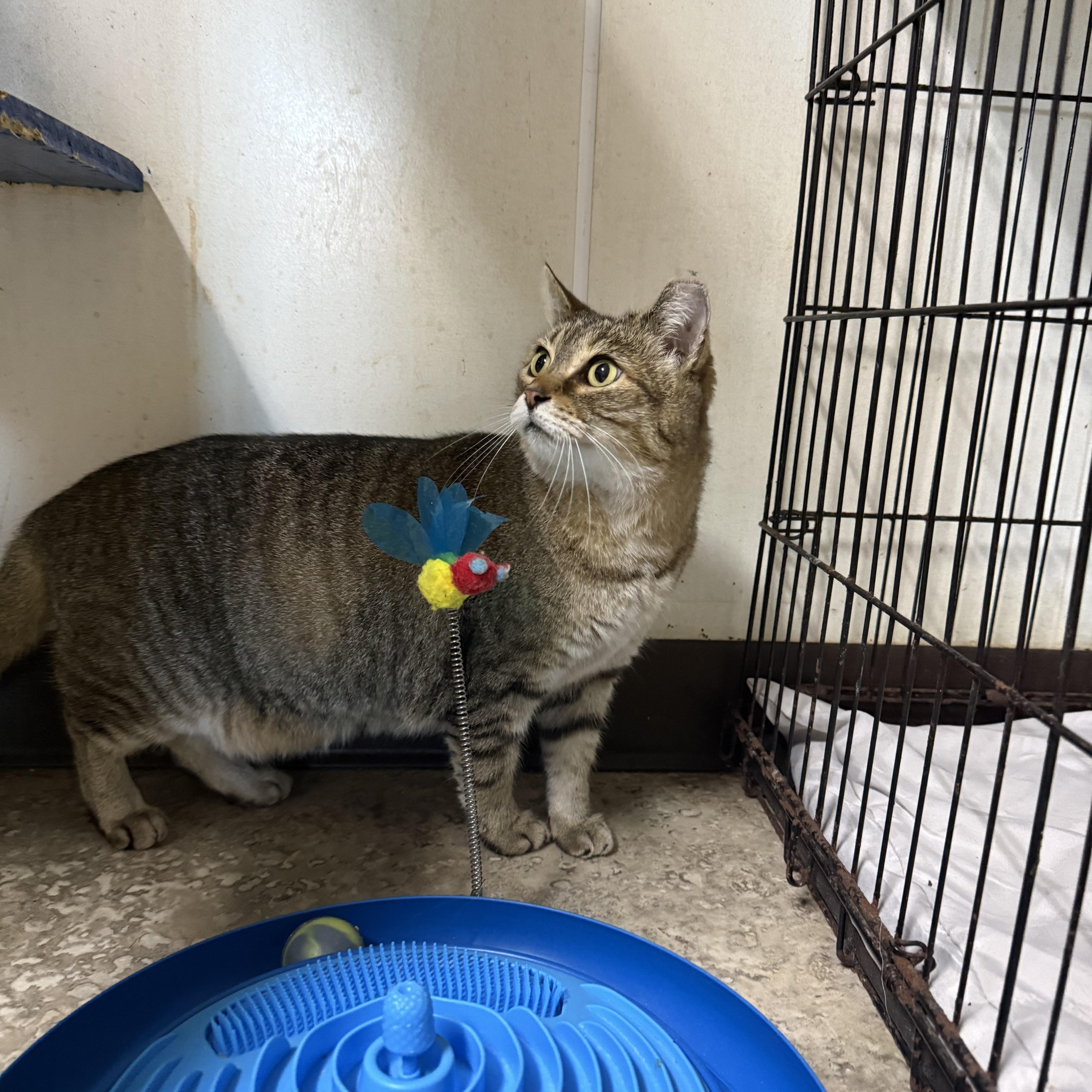 Enlarge Pearl, a Adoptable Domestic Short Hair in Hendersonville, TN image 2/2