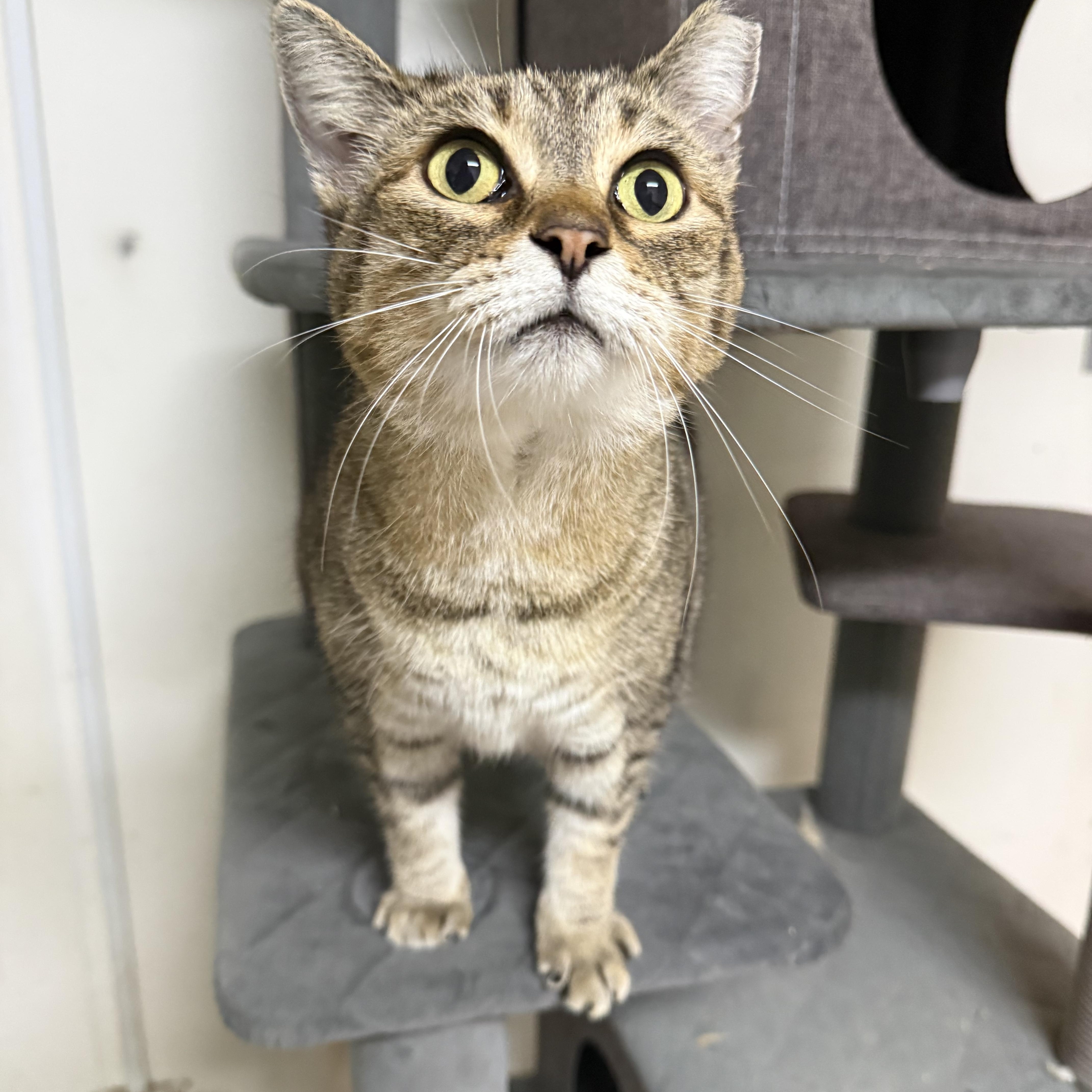 Pearl, Adoptable, Adult Female Domestic Short Hair.