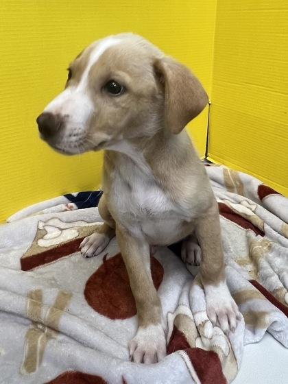 Banjo, Adoptable, Puppy Male Mixed Breed & Mixed Breed.