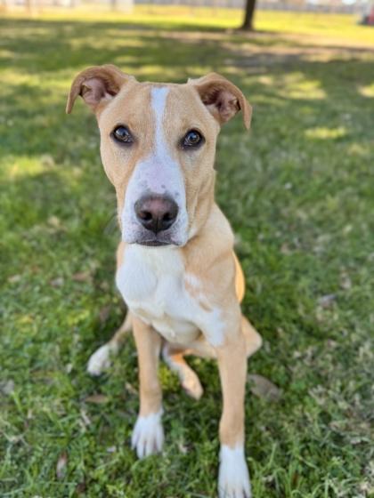 Enlarge Banjo, a Adoptable mixed breed in Houston, TX image 1/3