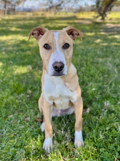 Enlarge Banjo, a Adoptable mixed breed in Houston, TX image 2/3
