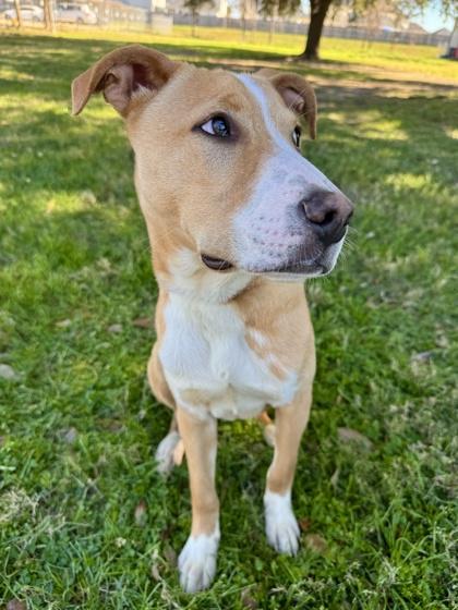 Enlarge Banjo, a Adoptable mixed breed in Houston, TX image 3/3