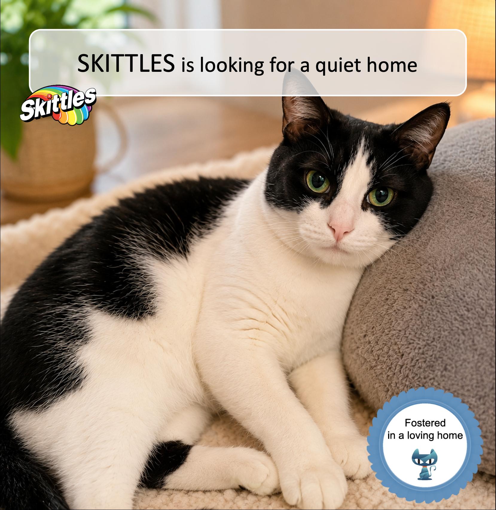 Enlarge Skittles, a Adoptable Domestic Short Hair in Cincinnati, OH image 1/6