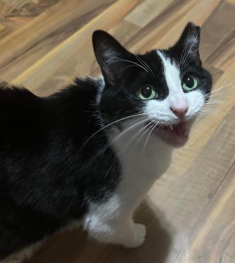 Enlarge Skittles, a Adoptable Domestic Short Hair in Cincinnati, OH image 1/5