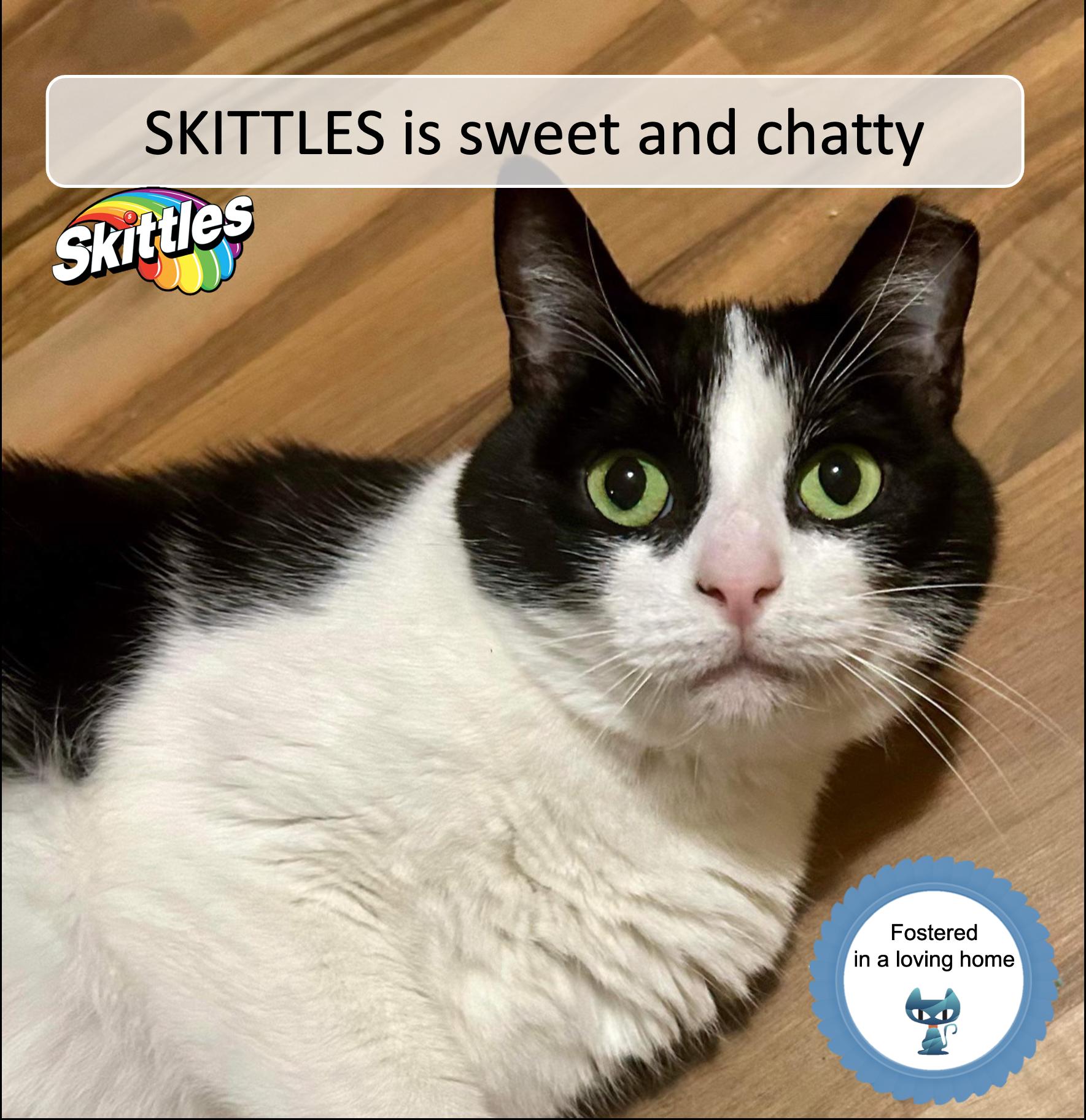 Enlarge Skittles, a Adoptable Domestic Short Hair in Cincinnati, OH image 2/5