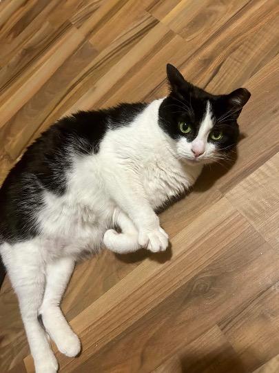 Enlarge Skittles, a Adoptable Domestic Short Hair in Cincinnati, OH image 3/5