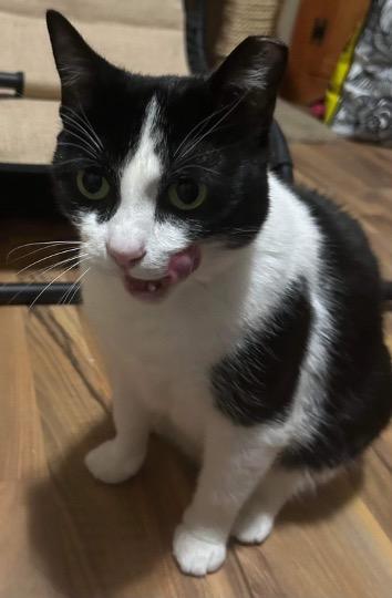 Enlarge Skittles, a Adoptable Domestic Short Hair in Cincinnati, OH image 4/5