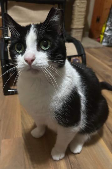 Enlarge Skittles, a Adoptable Domestic Short Hair in Cincinnati, OH image 5/5