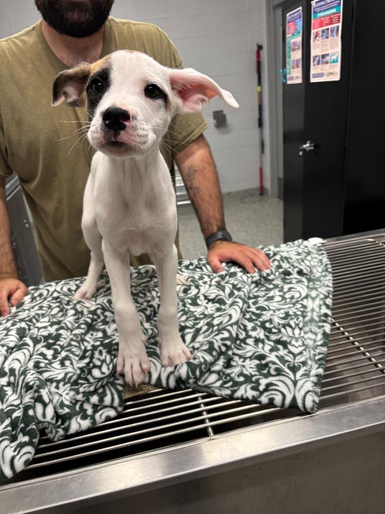 Bert (Sesame Street), Adoptable, Puppy Male Boxer & Mixed Breed.