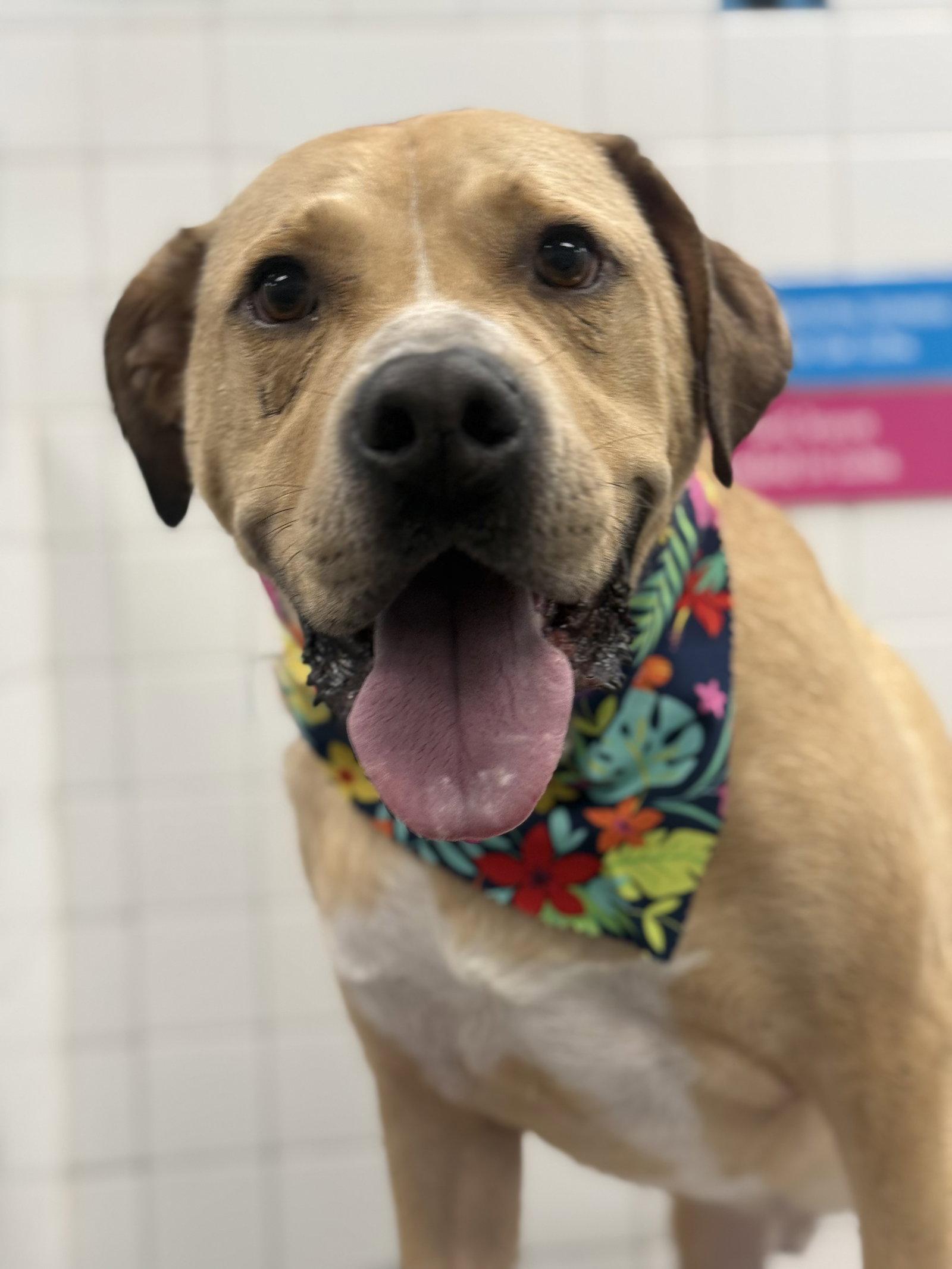 Enlarge Powerade, a Adoptable Labrador Retriever in Mint Hill, NC image 1/3