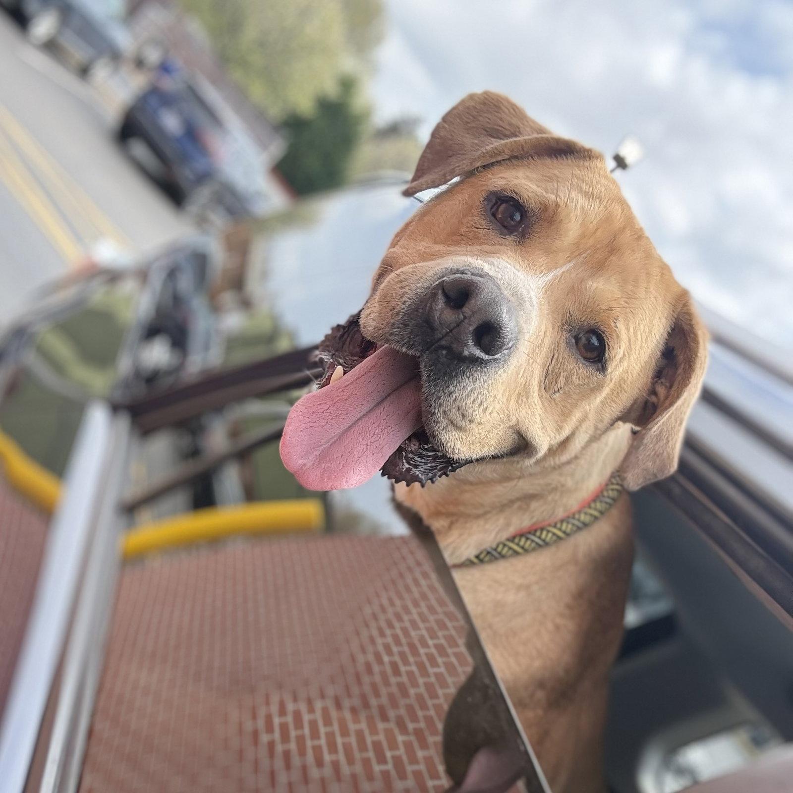 Enlarge Powerade, a Adoptable Labrador Retriever in Mint Hill, NC image 3/3