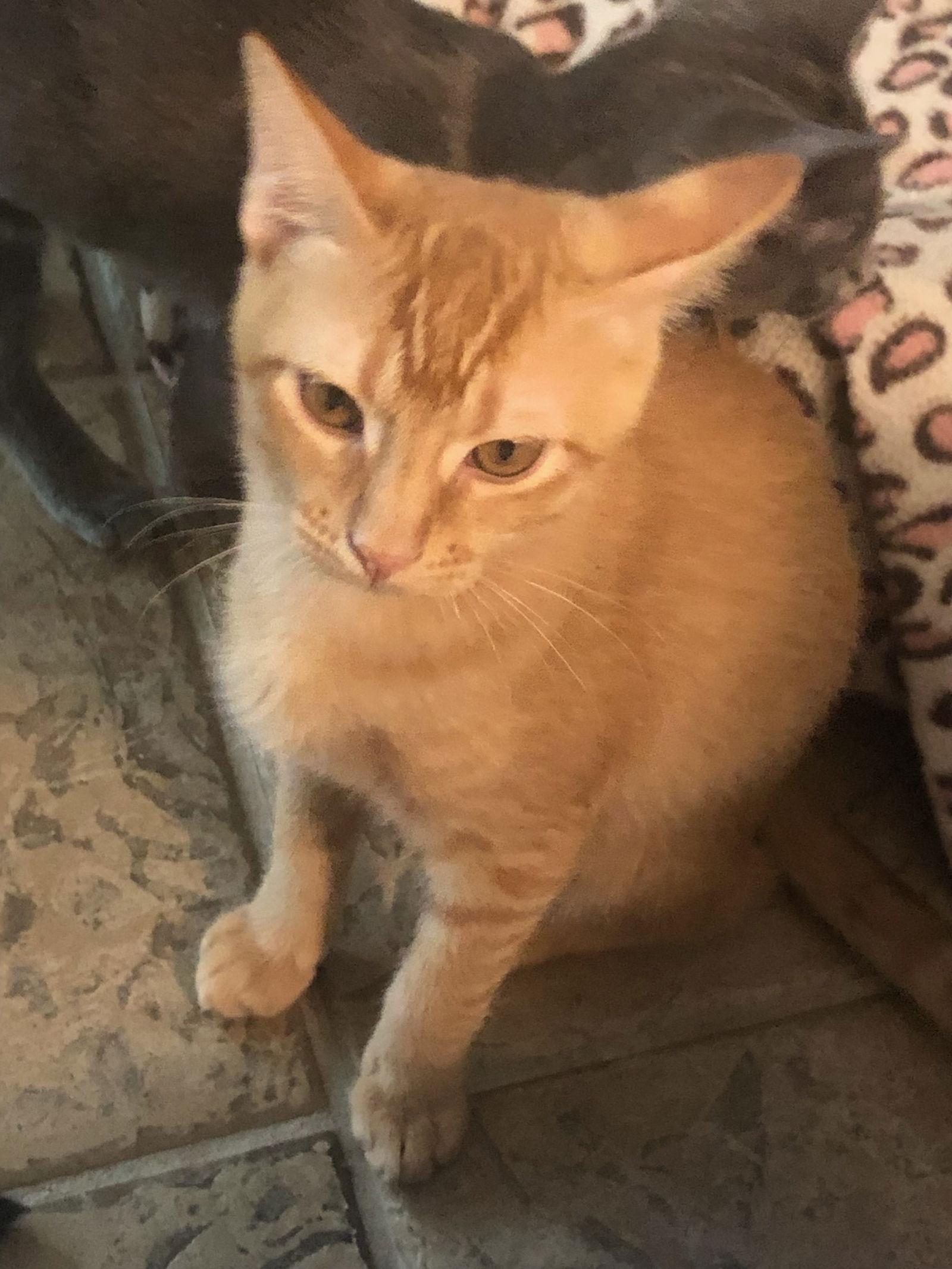 Rory, Adopted, Young Male Domestic Short Hair & Tabby.