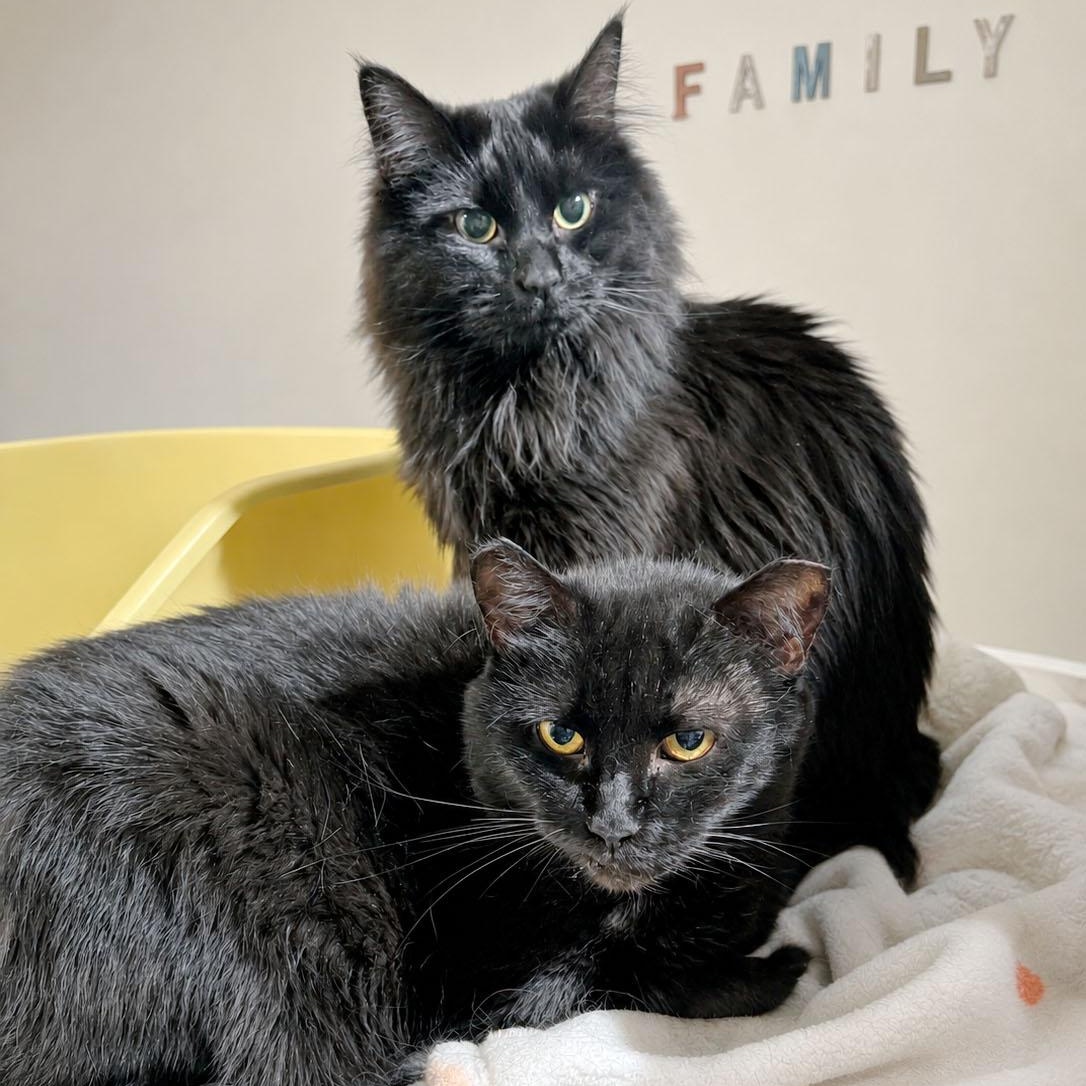 Emory and Nikki, ADOPTABLE, Young Female Domestic Long Hair & Maine Coon.