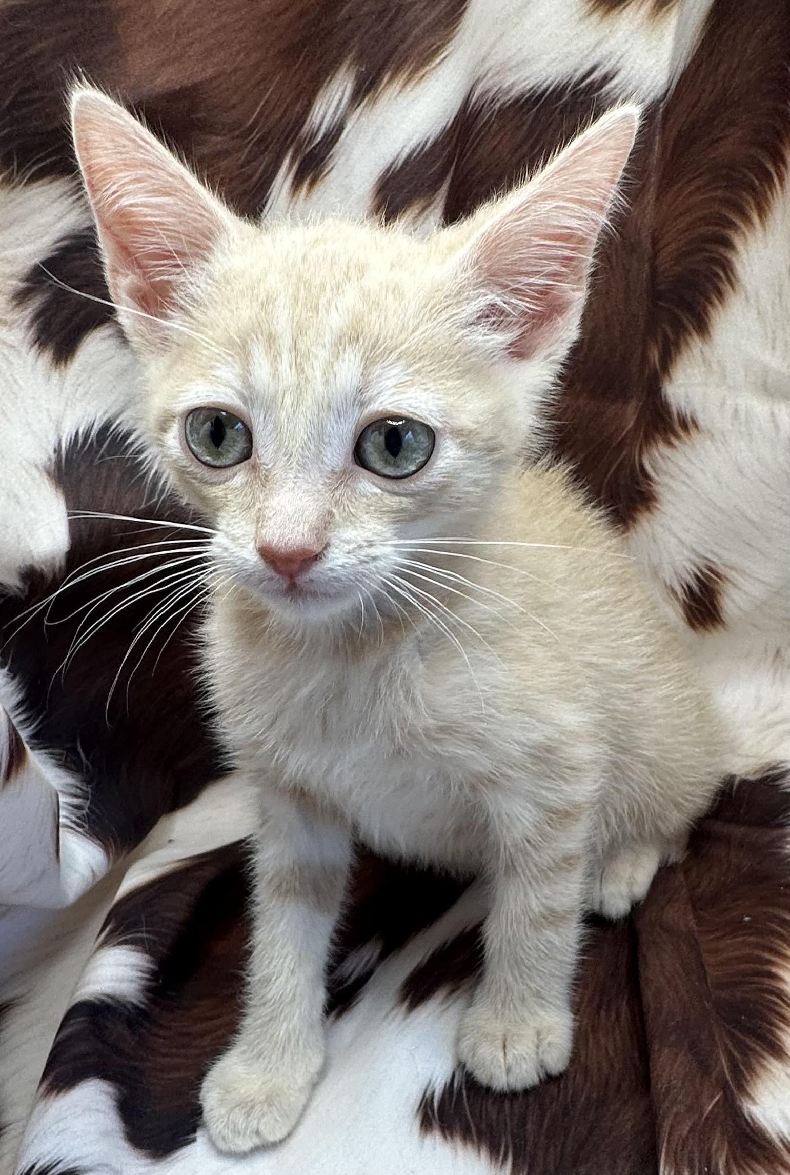 Mountain Chicken, Adoptable, Kitten Male Domestic Short Hair & Tabby.