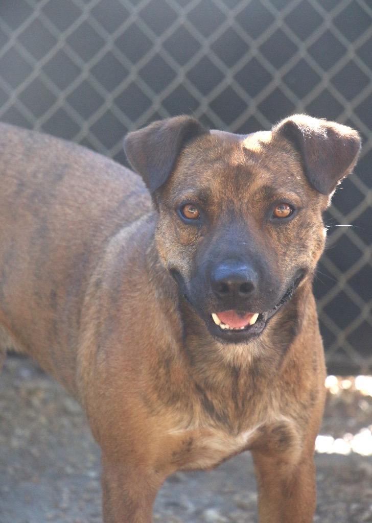 Vagabond 25, Adoptable, Adult Male Mixed Breed.