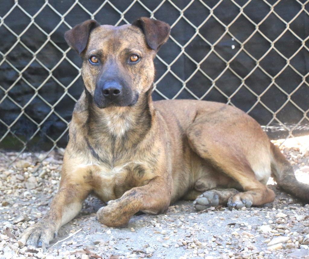 Enlarge Vagabond 25, a Adoptable mixed breed in Brookhaven, MS image 2/4