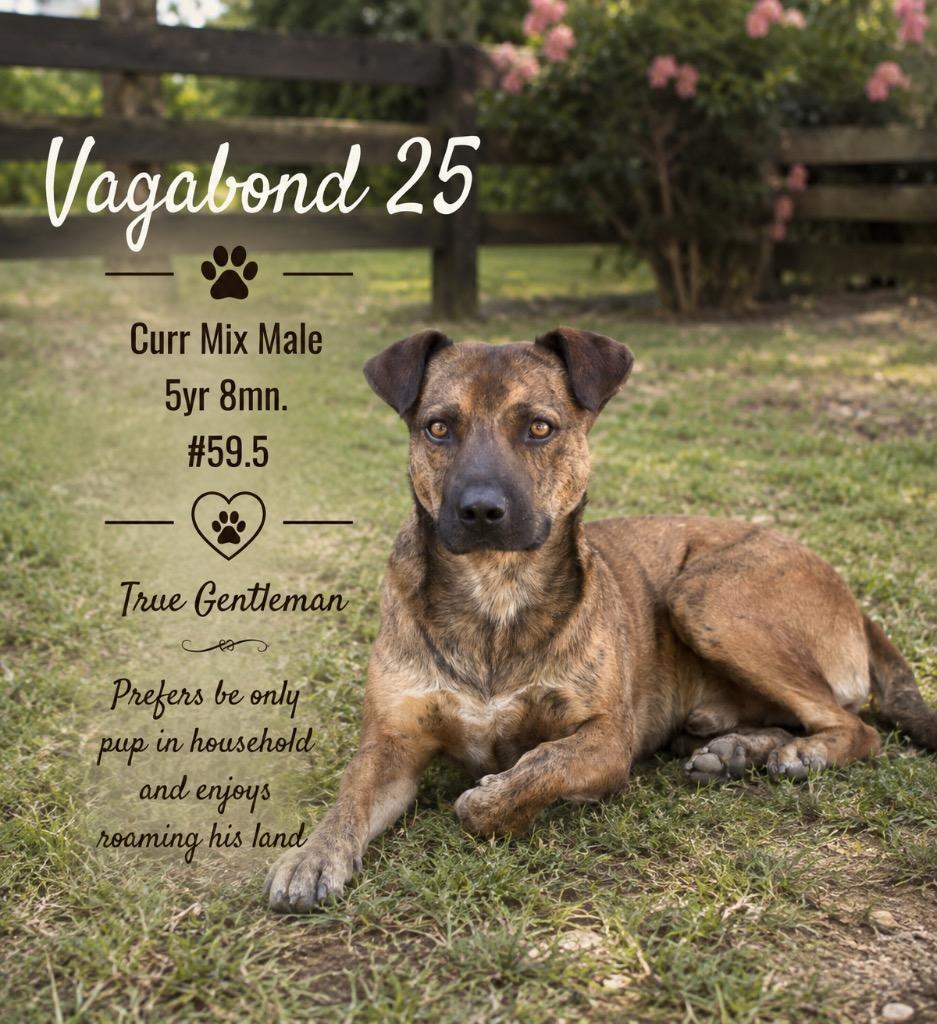 Vagabond 25, a Adoptable mixed breed in Brookhaven, MS image 3/5