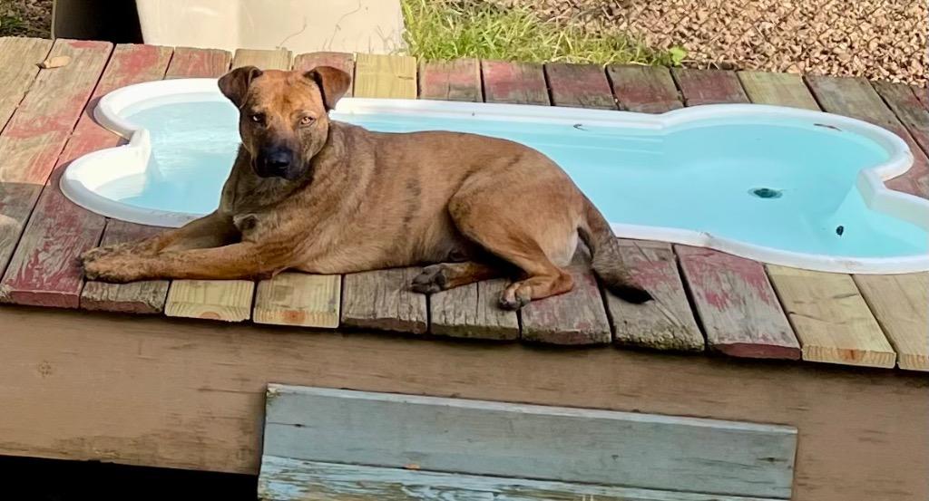 Enlarge Vagabond 25, a Adoptable mixed breed in Brookhaven, MS image 3/4