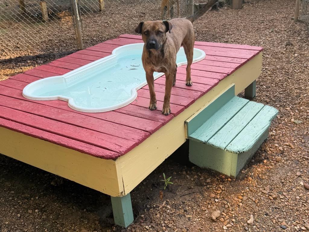 Enlarge Vagabond 25, a Adoptable mixed breed in Brookhaven, MS image 4/4