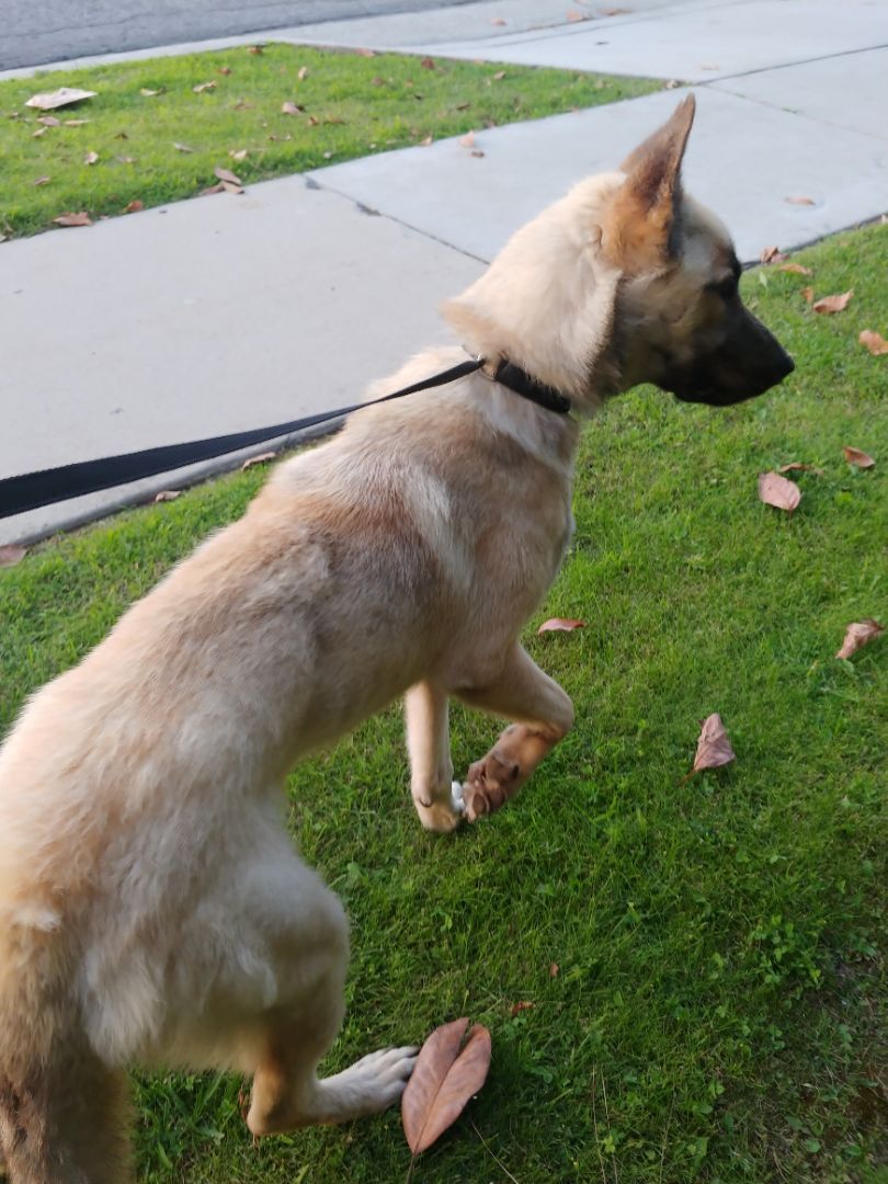 Enlarge Edith, a Adoptable Anatolian Shepherd in Mission VIejo, CA image 1/6
