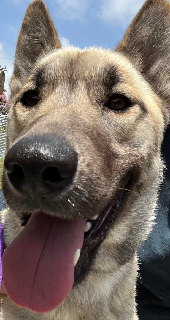 Enlarge Edith, a Adoptable Anatolian Shepherd in Mission VIejo, CA image 2/6