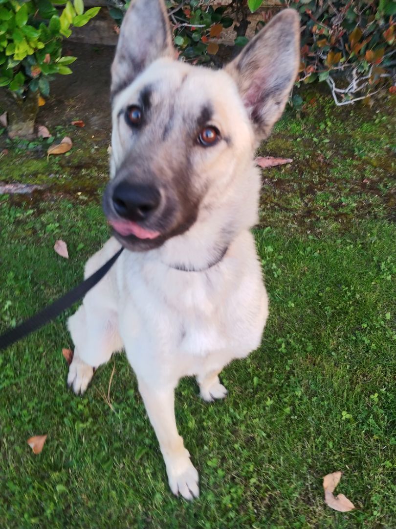 Edith, Young Female Anatolian Shepherd