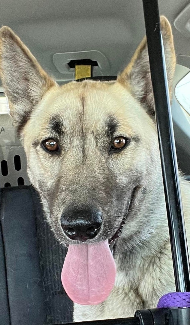 Enlarge Edith, a Adoptable Anatolian Shepherd in Mission VIejo, CA image 4/6