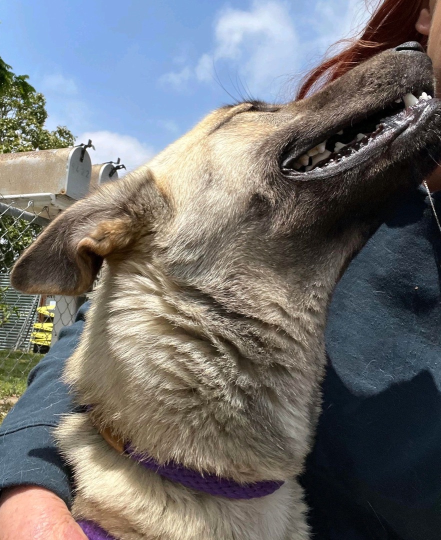 Enlarge Edith, a Adoptable Anatolian Shepherd in Mission VIejo, CA image 5/6