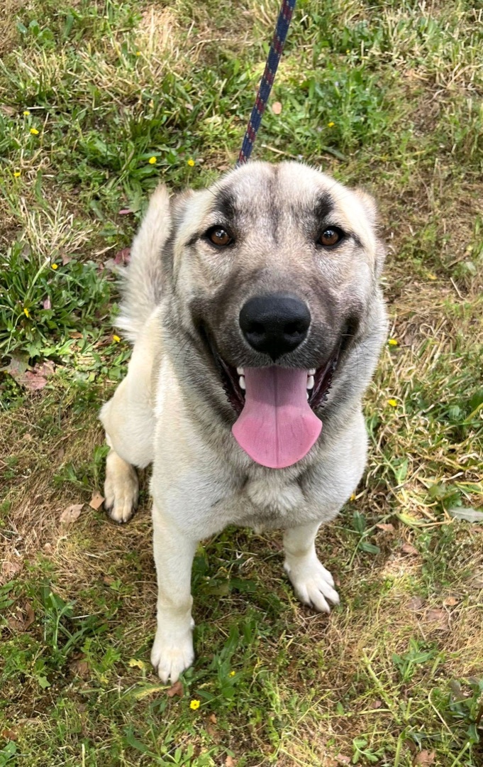 Enlarge Edith, a Adoptable Anatolian Shepherd in Mission VIejo, CA image 6/6