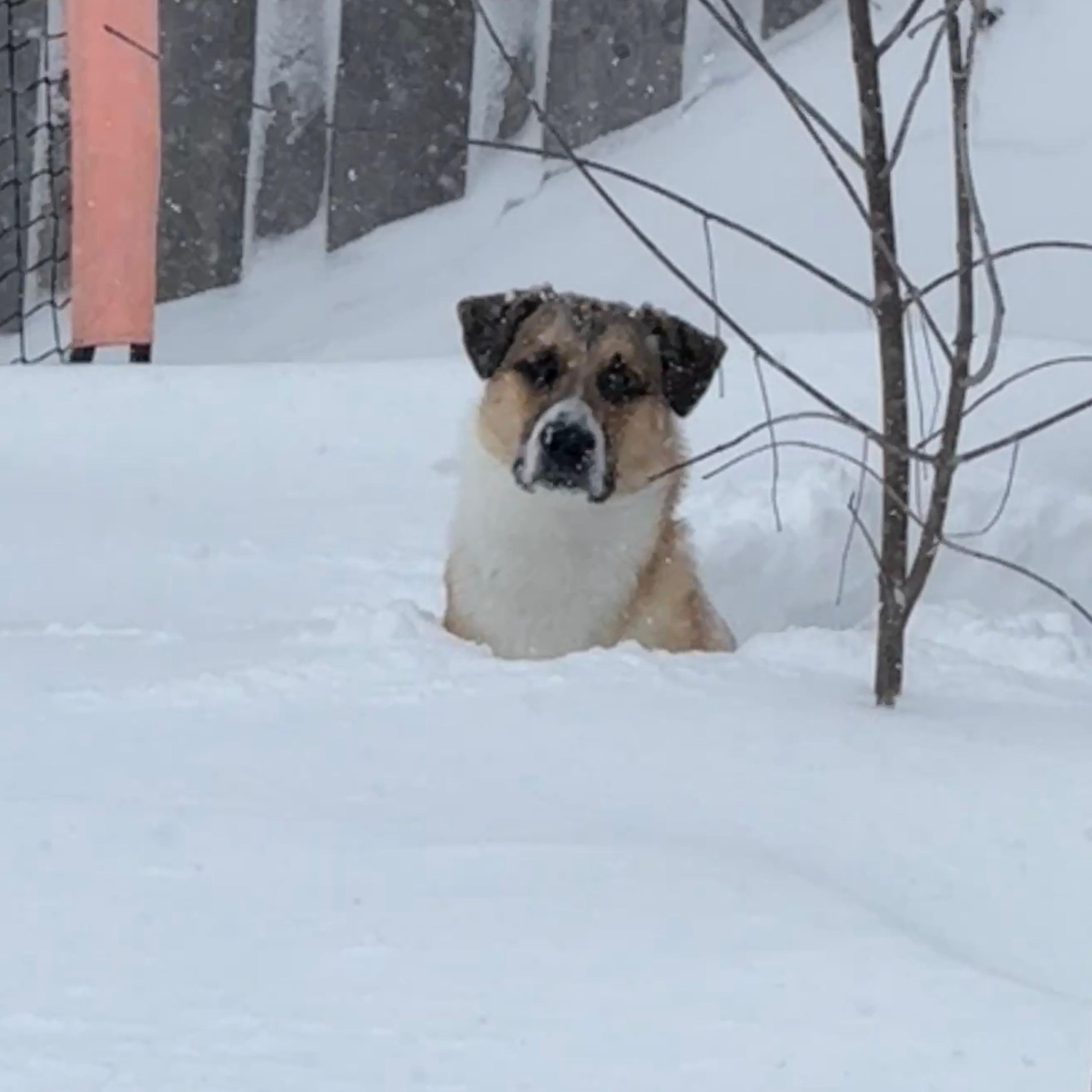 Enlarge Apollo, a Adoptable mixed breed in appleton, WI image 3/4