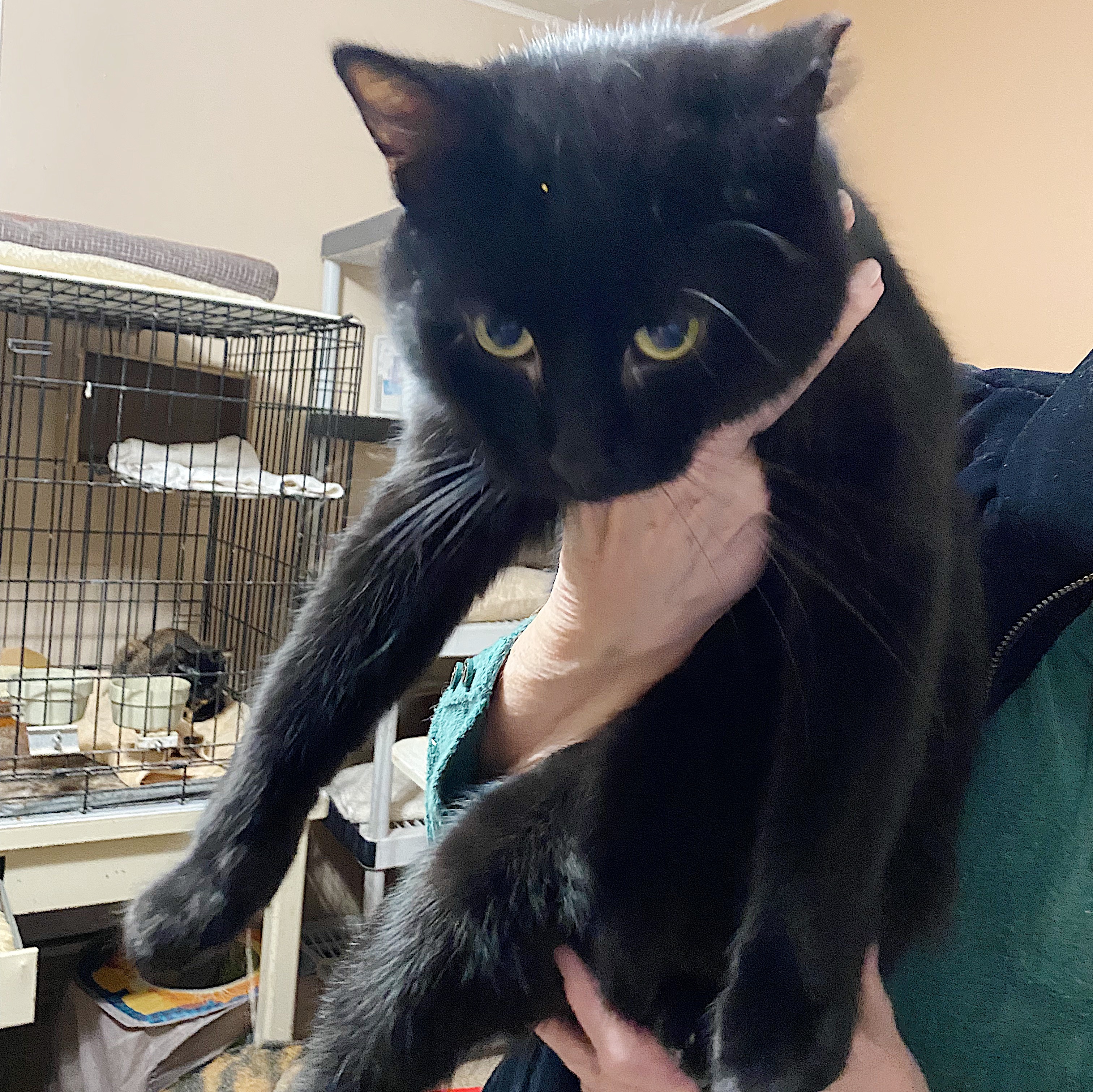 Enlarge Storm, a Adoptable Domestic Medium Hair in Mount Pleasant, PA image 1/2