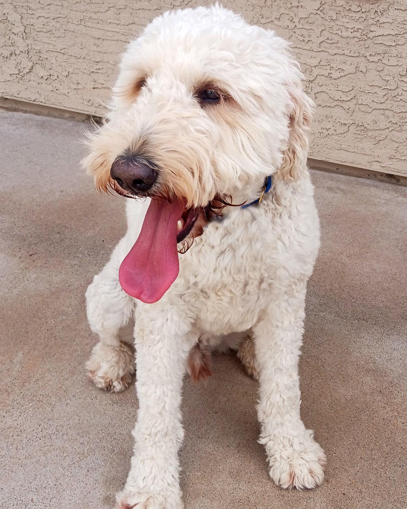 Enlarge Atlas, a Adoptable mixed breed in Glendale, AZ image 1/3