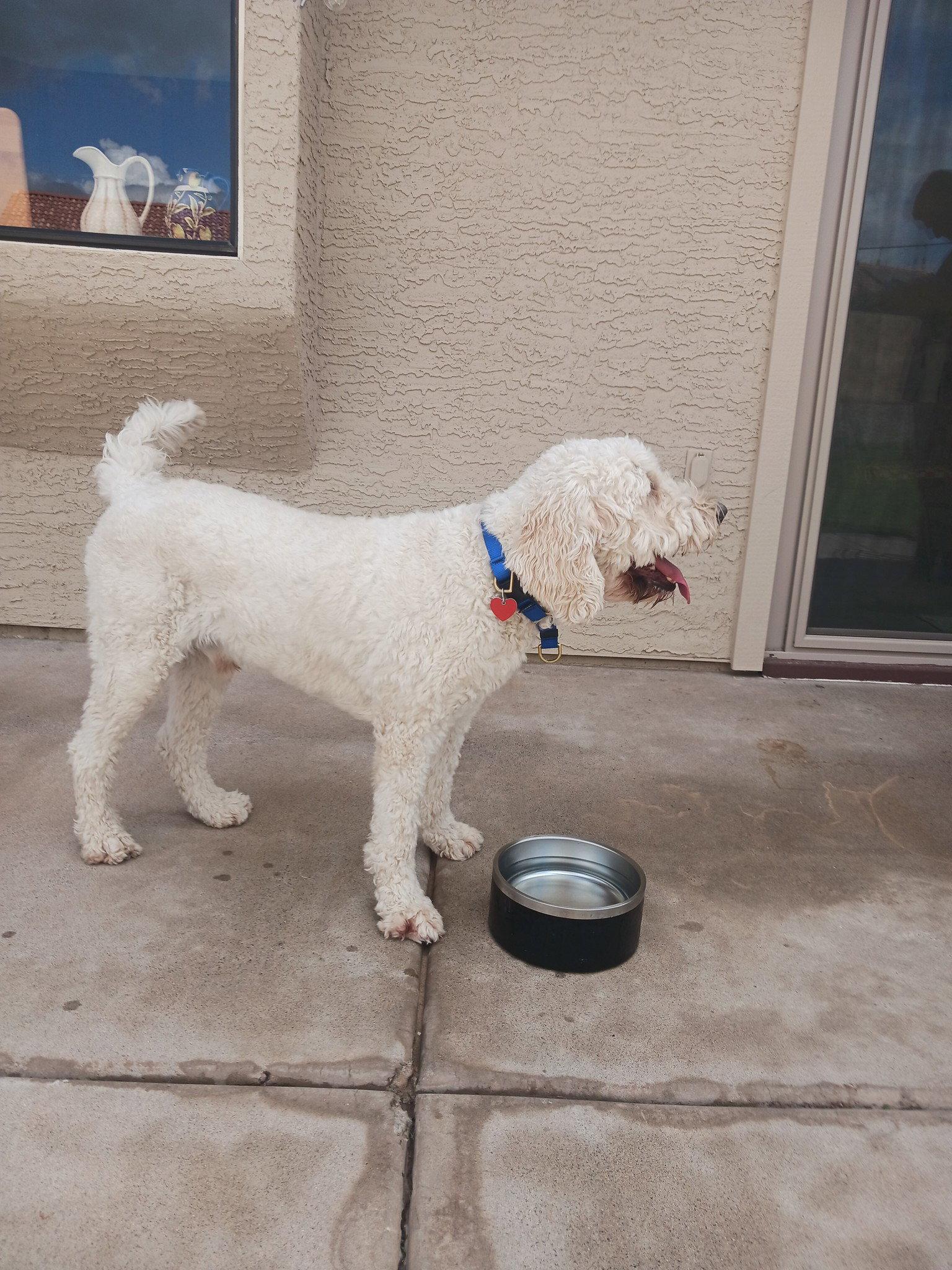 Enlarge Atlas, a Adoptable mixed breed in Glendale, AZ image 2/3