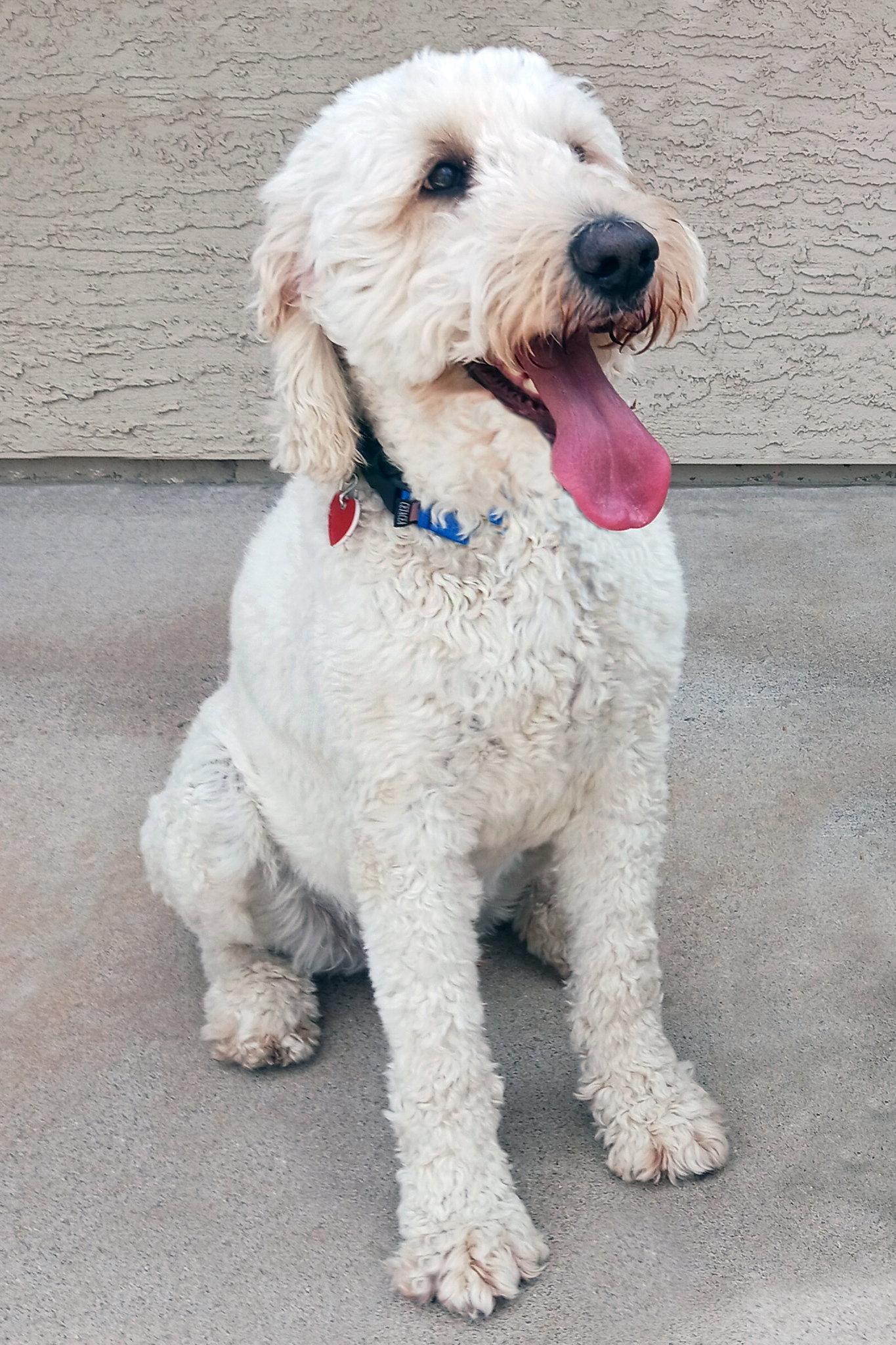 Enlarge Atlas, a Adoptable mixed breed in Glendale, AZ image 3/3