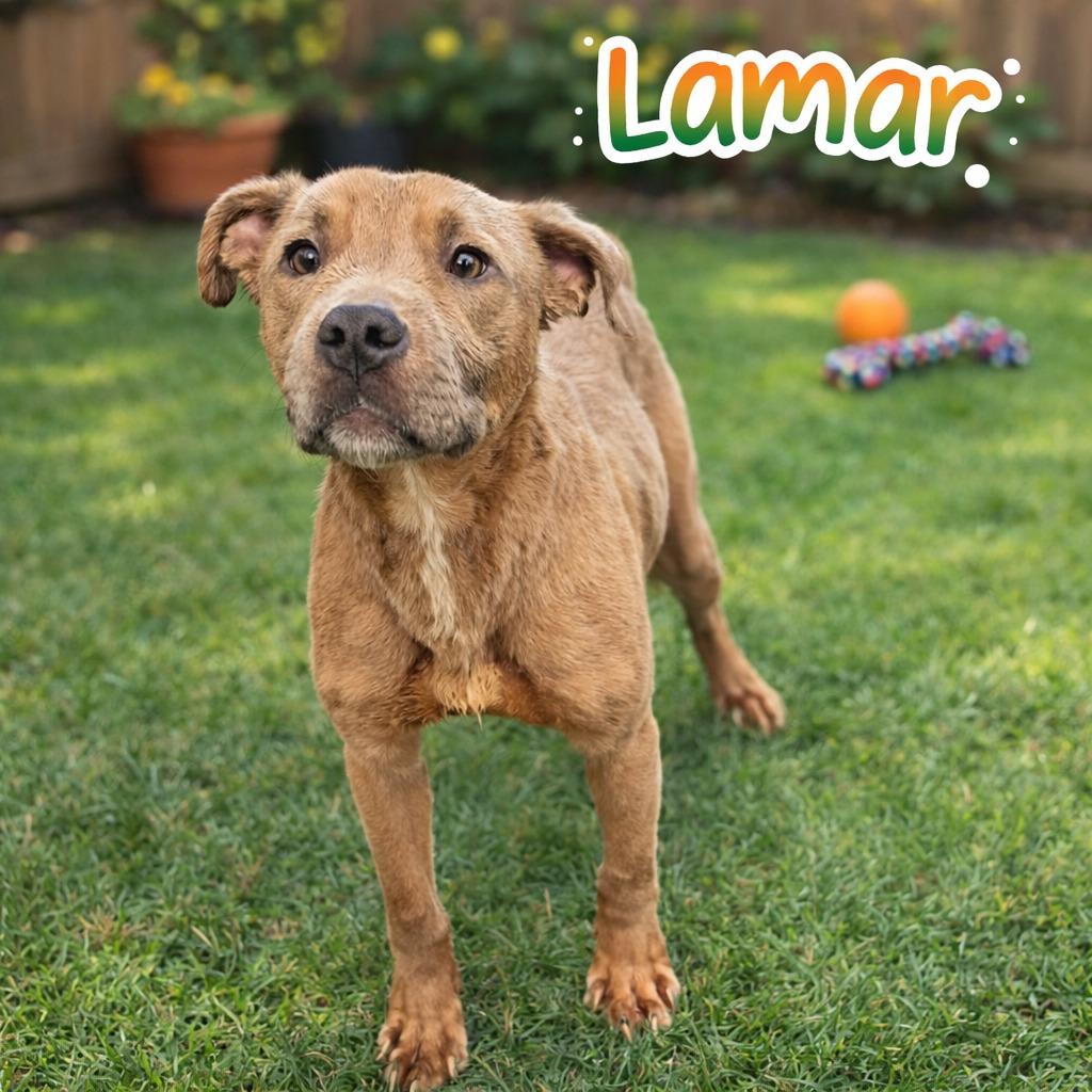 Lamar, Adoptable, Puppy Male Mixed Breed.