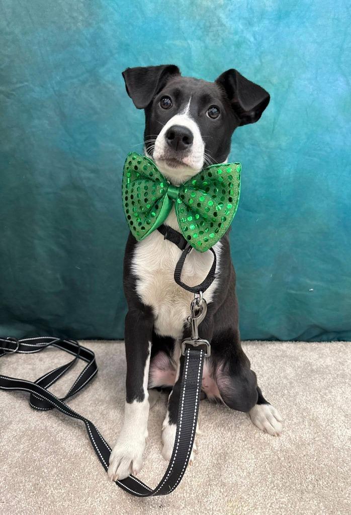 Ecstasy, Adoptable, Puppy Female Mixed Breed.