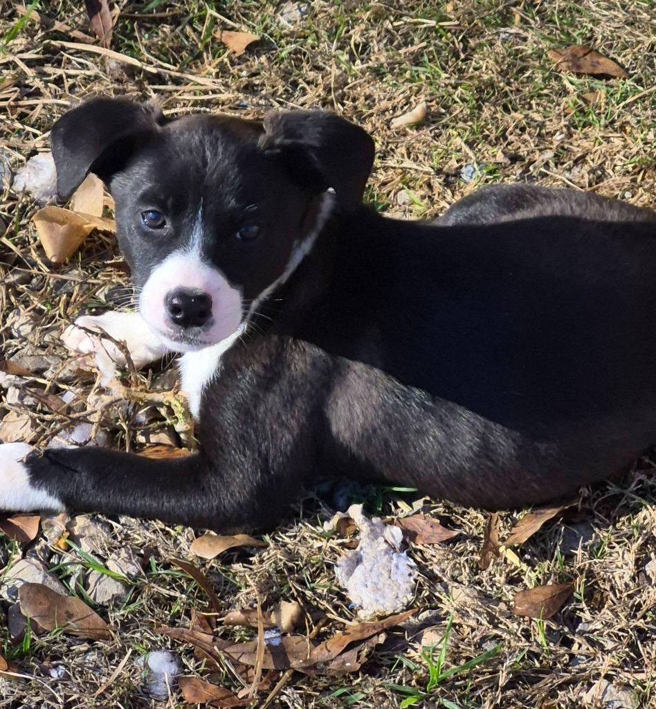 Ecstasy, Adoptable, Puppy Female Mixed Breed.