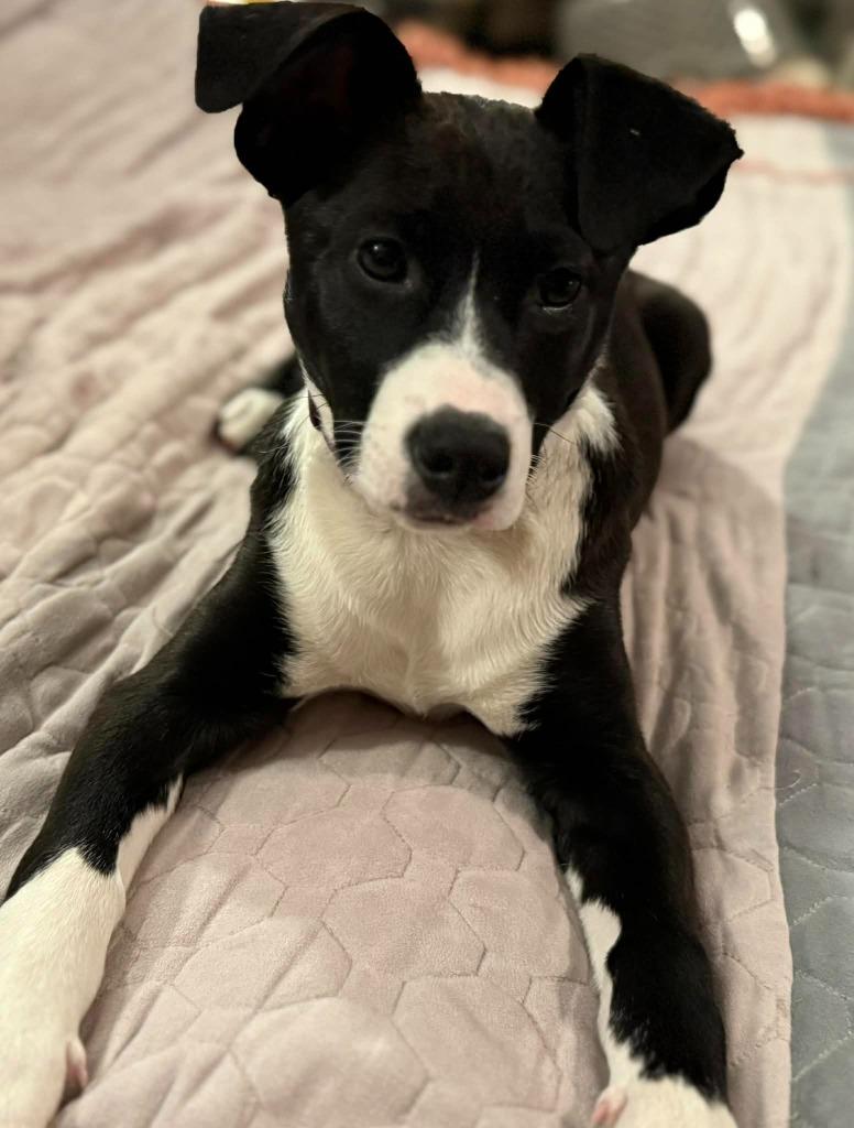 Ecstasy, Adoptable, Puppy Female Mixed Breed.