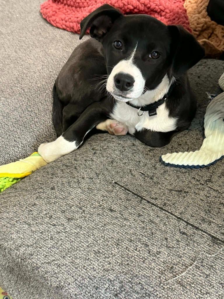 Enlarge Ecstasy, a Adoptable mixed breed in Fond Du Lac, WI image 2/4