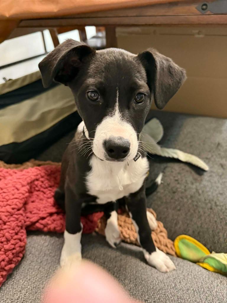 Enlarge Ecstasy, a Adoptable mixed breed in Fond Du Lac, WI image 3/4