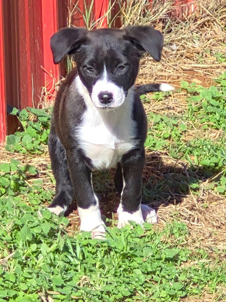 Enlarge Ecstasy, a Adoptable mixed breed in Fond Du Lac, WI image 4/4
