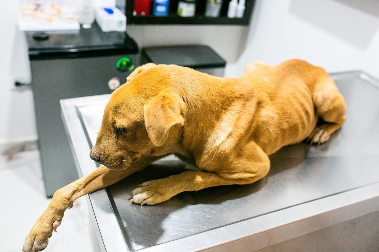 Enlarge Valiente, a Adoptable mixed breed in Vancouver, BC image 2/4