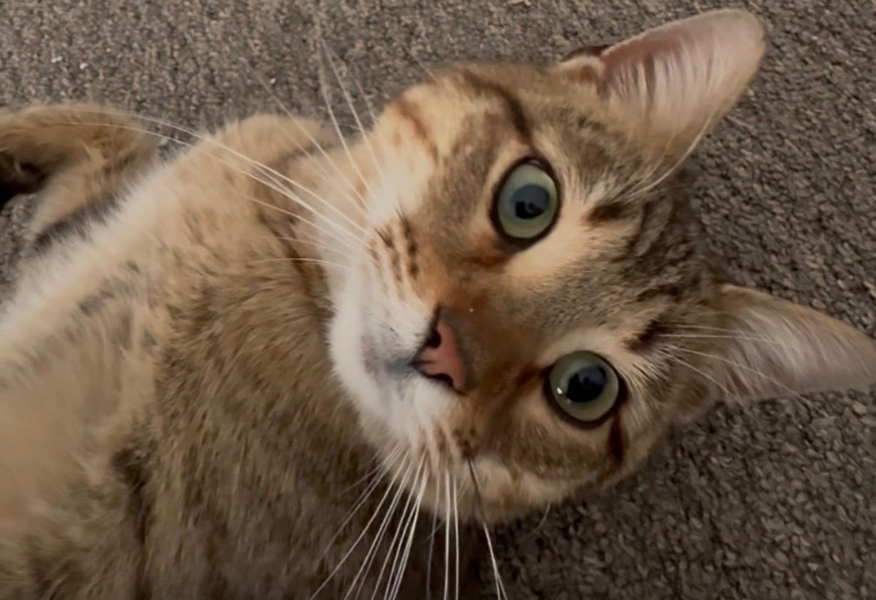 Iyla, ADOPTABLE, Kitten Female Domestic Short Hair.