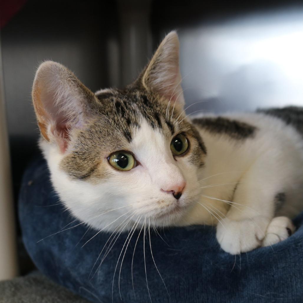 Spring, Adoptable, Adult Male Domestic Short Hair.