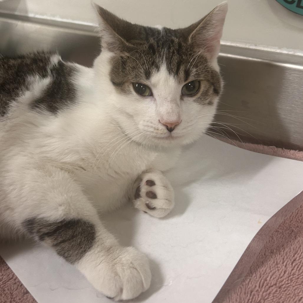 Enlarge Spring, a Adoptable Domestic Short Hair in Saint Cloud, MN image 2/6