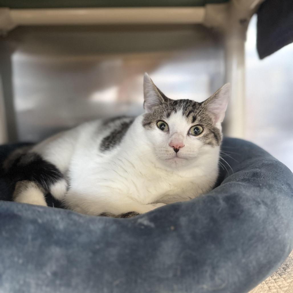 Enlarge Spring, a Adoptable Domestic Short Hair in Saint Cloud, MN image 4/6