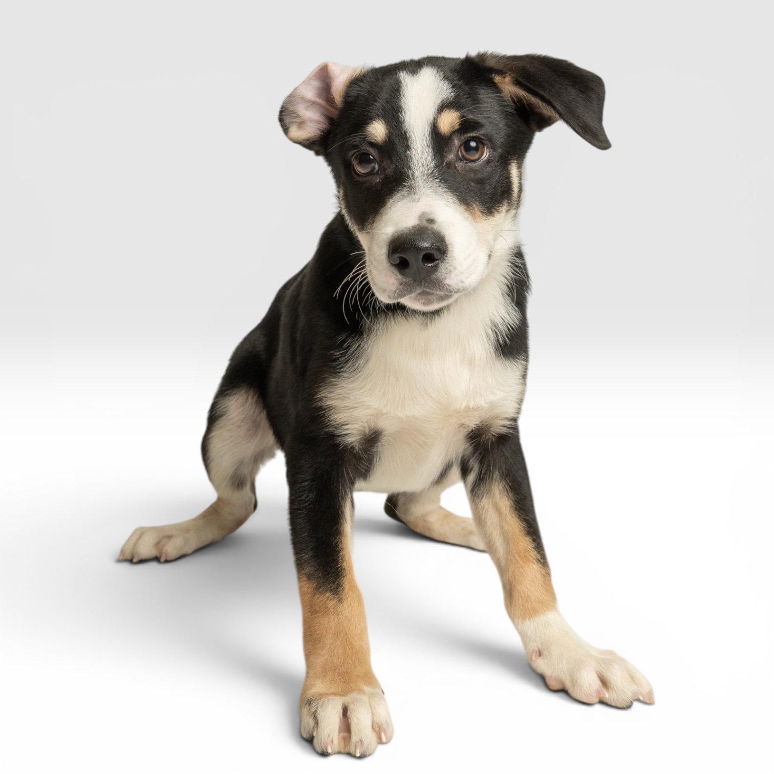 Westie, Adoptable, Puppy Male Australian Shepherd.