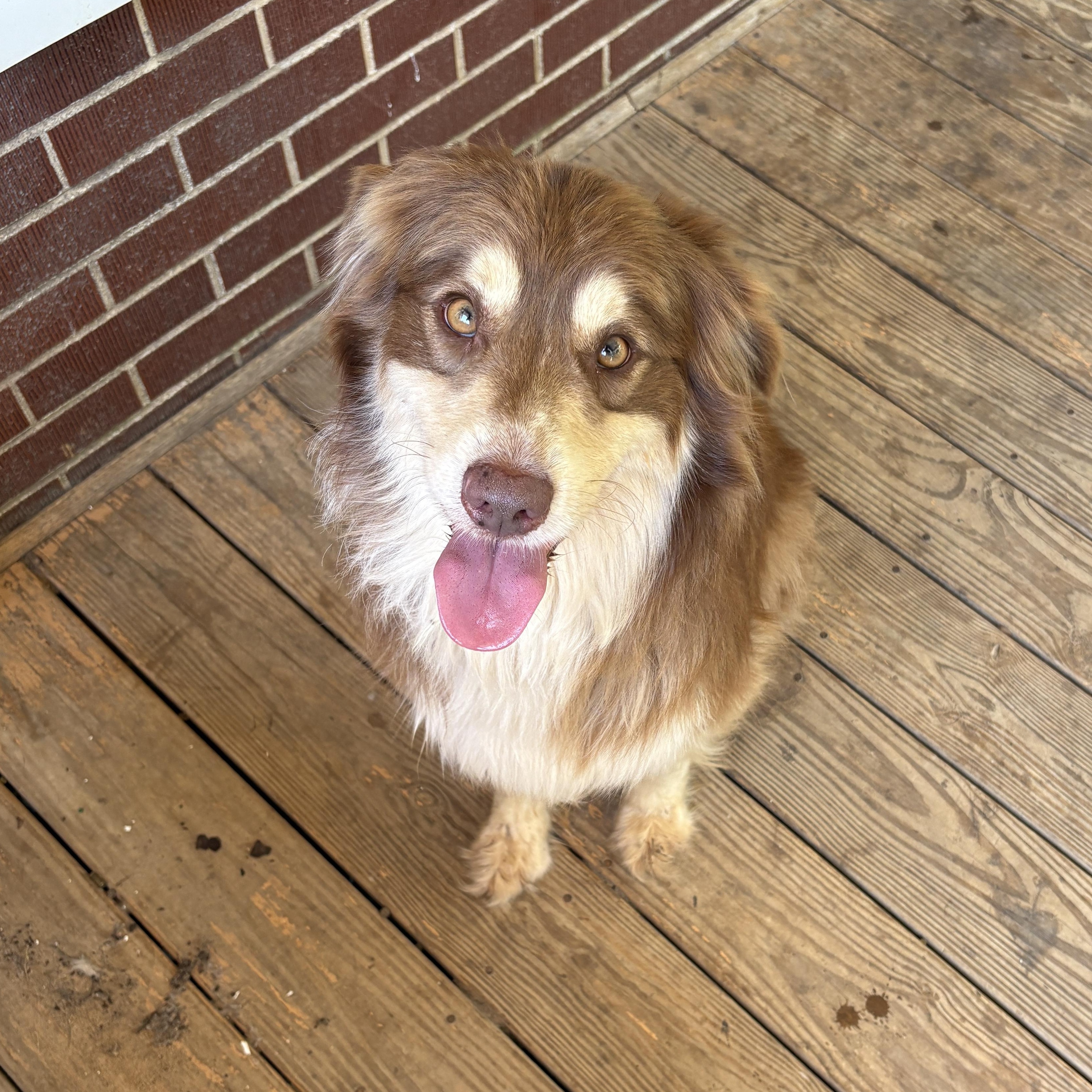 Enlarge Remi, a Adopted Australian Shepherd in grant, AL image 1/4