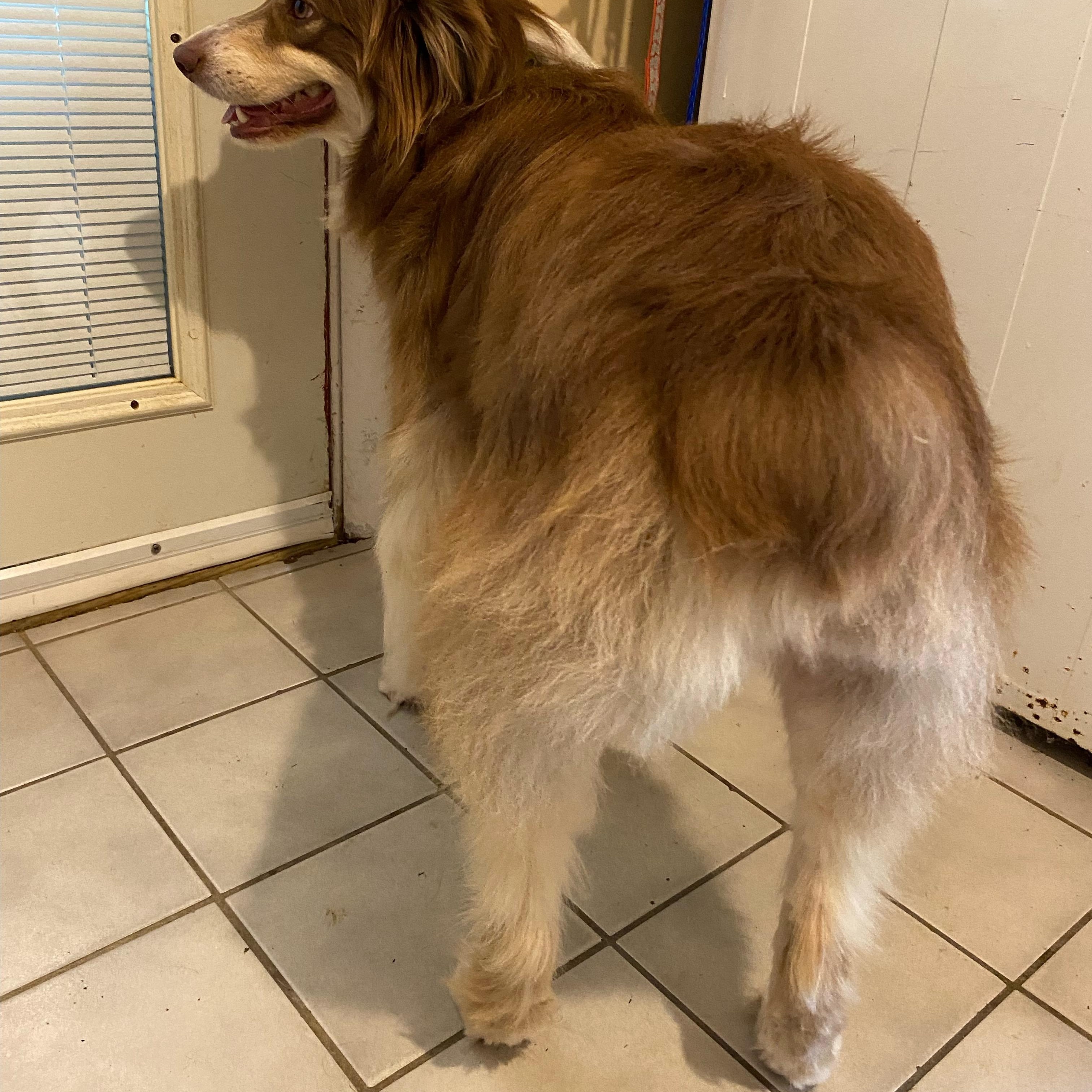 Enlarge Remi, a Adopted Australian Shepherd in grant, AL image 3/4